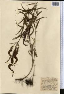Veronica longifolia L., Middle Asia, Northern & Central Kazakhstan (M10) (Kazakhstan)