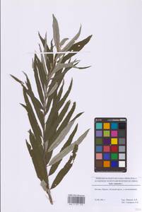 Salix viminalis L., Eastern Europe, Moscow region (E4a) (Russia)