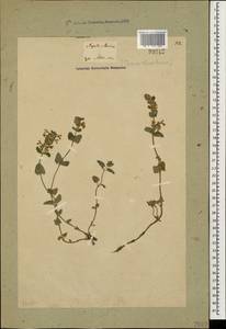 Nepeta racemosa subsp. racemosa, Caucasus, Georgia (K4) (Georgia)