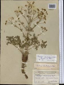 Prangos odontalgica (Pall.) Herrnst. & Heyn, Middle Asia, Caspian Ustyurt & Northern Aralia (M8) (Kazakhstan)