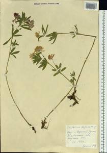 Trifolium lupinaster L., Eastern Europe, Eastern region (E10) (Russia)