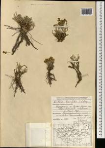 Anabasis brevifolia C. A. Mey., Mongolia (MONG) (Mongolia)