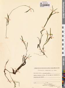 Potamogeton maackianus A.Benn., Siberia, Chukotka & Kamchatka (S7) (Russia)