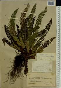 Polystichum lonchitis (L.) Roth, Eastern Europe, Northern region (E1) (Russia)