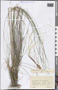 Stipa pennata L., Siberia, Altai & Sayany Mountains (S2) (Russia)