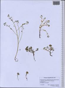 Cochlearia groenlandica L., Siberia, Russian Far East (S6) (Russia)