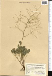 Thalictrum isopyroides C. A. Mey., Middle Asia, Northern & Central Tian Shan (M4) (Kyrgyzstan)