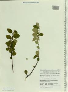 Cotoneaster melanocarpus G. Lodd., Eastern Europe, Northern region (E1) (Russia)