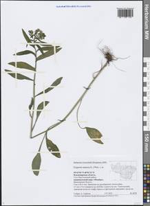 Erigeron annuus (L.) Pers., Eastern Europe, Central region (E4) (Russia)