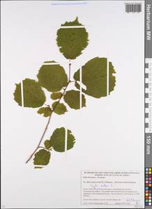 Corylus avellana L., Eastern Europe, Belarus (E3a) (Belarus)