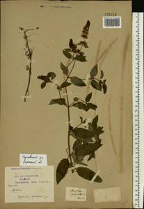 Mentha × piperita L., Eastern Europe, Central region (E4) (Russia)