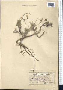 Astragalus falcigerus Popov, Middle Asia, Western Tian Shan & Karatau (M3) (Kazakhstan)
