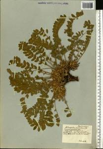 Astragalus exscapus subsp. pubiflorus (DC.) Soó, Eastern Europe, South Ukrainian region (E12) (Ukraine)