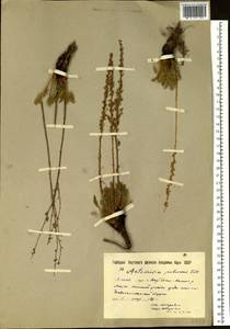 Artemisia pubescens Ledeb., Siberia, Yakutia (S5) (Russia)