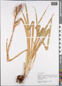 Iris halophila Pall., Eastern Europe, Central forest-and-steppe region (E6) (Russia)