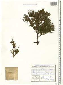 Juniperus foetidissima Willd., Crimea (KRYM) (Russia)