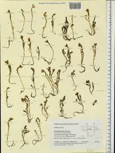 Sedum acre L., Eastern Europe, Central region (E4) (Russia)