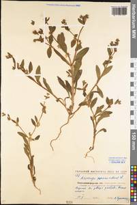 Asperugo procumbens L., Eastern Europe, North Ukrainian region (E11) (Ukraine)