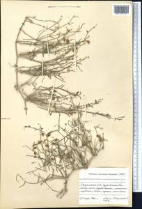 Calligonum junceum (Fisch. & C. A. Mey.) Litv., Middle Asia, Caspian Ustyurt & Northern Aralia (M8) (Kazakhstan)