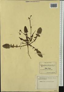 Crepis zacintha (L.) Babc., Western Europe (EUR) (Italy)