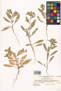 Euclidium syriacum (L.) W.T.Aiton, Eastern Europe, Lower Volga region (E9) (Russia)