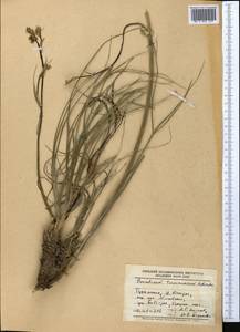 Leutea turcomanica (Schischk.) V. M. Vinogr., Middle Asia, Kopet Dag, Badkhyz, Small & Great Balkhan (M1) (Turkmenistan)