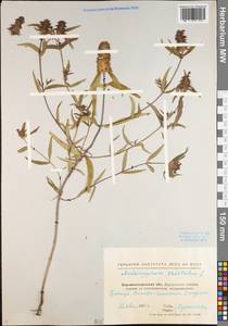 Melampyrum cristatum L., Eastern Europe, North Ukrainian region (E11) (Ukraine)