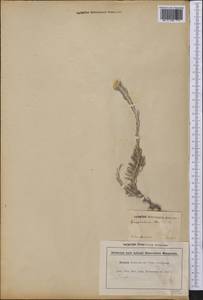 Helichrysum stoechas (L.) Moench, America (AMER) (Brazil)