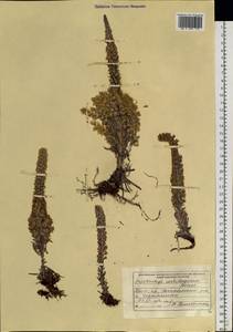 Orostachys cartilaginea Boriss., Siberia, Russian Far East (S6) (Russia)