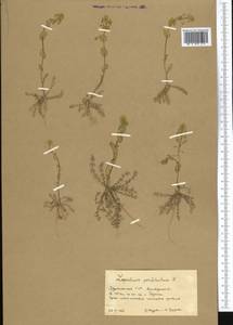 Lepidium perfoliatum L., Middle Asia, Karakum (M6) (Turkmenistan)