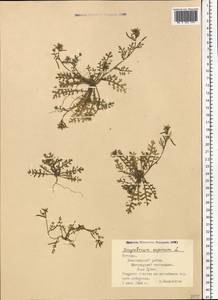 Erucastrum supinum (L.) Al-Shehbaz & S.I. Warwick, Eastern Europe, Estonia (E2c) (Estonia)