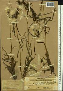 Eriophorum angustifolium Honck., Siberia, Chukotka & Kamchatka (S7) (Russia)