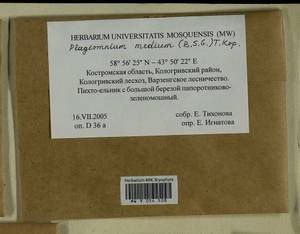 Plagiomnium medium (Bruch & Schimp.) T.J. Kop., Bryophytes, Bryophytes - Middle Russia (B6) (Russia)