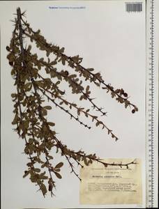 Berberis sibirica Pall., Siberia, Altai & Sayany Mountains (S2) (Russia)