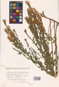 Genista tinctoria subsp. tinctoria, Eastern Europe, West Ukrainian region (E13) (Ukraine)