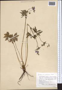 Geranium collinum Stephan ex Willd., Middle Asia, Dzungarian Alatau & Tarbagatai (M5) (Kazakhstan)