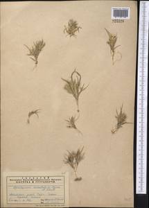 Eremopyrum orientale (L.) Jaub. & Spach, Middle Asia, Syr-Darian deserts & Kyzylkum (M7) (Kazakhstan)