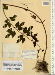 Humulus lupulus L., Caucasus, North Ossetia, Ingushetia & Chechnya (K1c) (Russia)