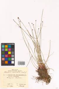 Eleocharis mamillata (H.Lindb.) H.Lindb., Siberia, Russian Far East (S6) (Russia)