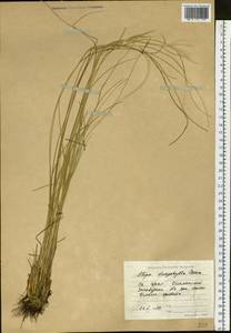 Stipa dasyphylla (Lindem.) Czern. ex Trautv., Eastern Europe, Eastern region (E10) (Russia)