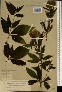 Eupatorium cannabinum L., Caucasus, Georgia (K4) (Georgia)