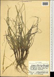 Bromus biebersteinii Roem. & Schult., Caucasus, Azerbaijan (K6) (Azerbaijan)