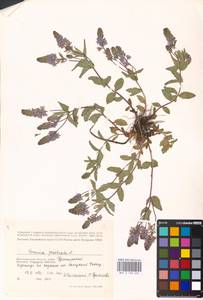 MHA 0 160 635, Veronica prostrata L., Eastern Europe, Lower Volga region (E9) (Russia)