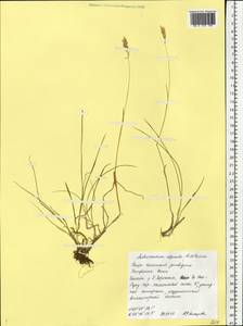 Anthoxanthum nipponicum Honda, Eastern Europe, Northern region (E1) (Russia)