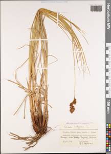 Carex vulpina L., Caucasus, Georgia (K4) (Georgia)