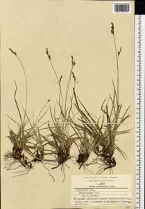 Carex ericetorum Pollich, Eastern Europe, Central region (E4) (Russia)