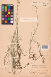 Eremogone saxatilis (L.) Ikonn., Eastern Europe, Central region (E4) (Russia)