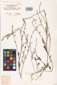 Atriplex patens (Litv.) Iljin, Eastern Europe, Lower Volga region (E9) (Russia)