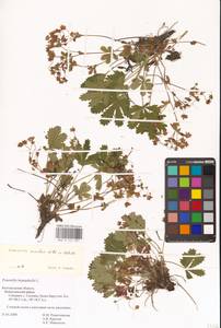 Potentilla humifusa Willd. ex D. F. K. Schltdl., Eastern Europe, Central forest-and-steppe region (E6) (Russia)