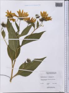 Helianthus tuberosus L., America (AMER) (Canada)